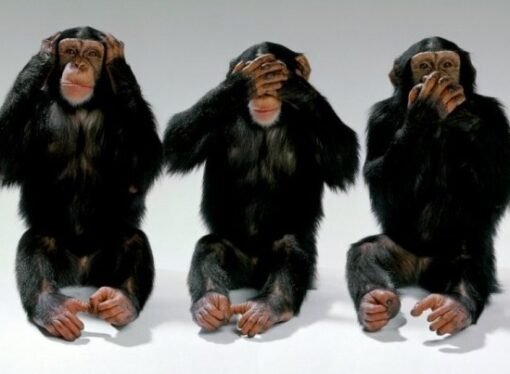 Monkey Business – A Lesson in Cultural Formation