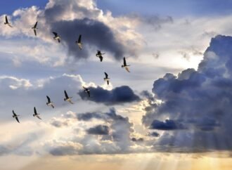 7 Lessons We Can Learn From Geese To Succeed